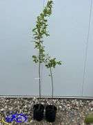 2 -Battleford Apple Trees (BUYER MUST PAY 2X THE BID PRICE)