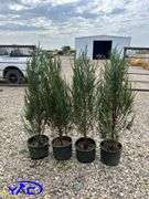 4- Moonglow Juniper (BUYER MUST PAY 4X THE BID PRICE)
