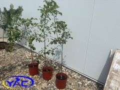 3- Gloria Apple Tree's (BUYER MUST PAY 3X THE BID PRICE)
