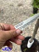 2- Norkent Apple Tree (BUYER MUST PAY 2X THE BID PRICE)