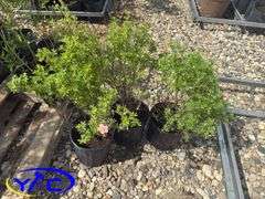 3- Pink Beauty Potentilla (BUYER MUST PAY 3X THE BID PRICE)