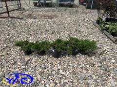 5- Buffalo Juniper (BUYER MUST PAY 5X THE BID PRICE)