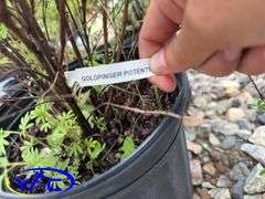 3- Gold Finger Potentilla (BUYER MUST PAY 3X THE BID PRICE)