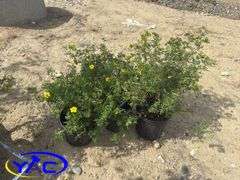 3- Coronation Triumph Potentilla's (BUYER MUST PAY 3X THE BID PRICE)