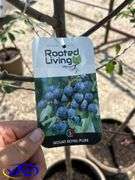 2-Mount Royal Plums (BUYER MUST 2X THE BID PRICE)