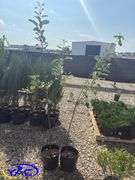 2- Honeycrisp Apple Tree's (BUYER MUST PAY 2X THE BID PRICE)