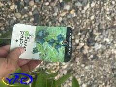 2- Polar Jewel Haskap (BUYER MUST PAY 2X THE BID PRICE)
