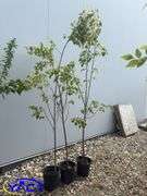 3- Greenspire Linden Trees (BUYER MUST PAY 3X THE BID PRICE)