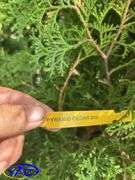 5 - Brandon Pyramid Cedars (BUYER MUST PAY 5X THE BID PRICE)