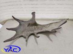 Moose Shed