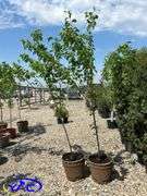 2- Brook Red Plum's (BUYER MUST PAY 2X THE BID PRICE)