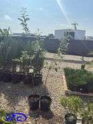 2- Honeycrisp Apple Tree's (BUYER MUST PAY 2X THE BID PRICE)