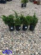 4- Savin Juniper (BUYER MUST PAY 4X THE BID PRICE)