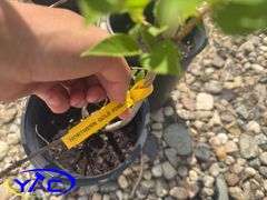 3- Nothern Gold Forsythia (BUYER MUST PAY 3X THE BID PRICE)