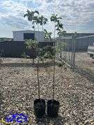 2- Parkland Apple Tree (BUYER MUST PAY 2X THE BID PRICE)