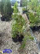 3- Nannyberry Shrubs (BUYER MUST PAY 3X THE BID PRICE)