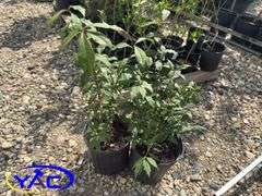 2 - Burning Bush (BUYER MUST PAY 2X THE BID PRICE)