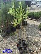 5- Golden Willows (BUYER MUST PAY 5X THE BID PRICE)