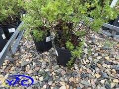 3- Gold Finger Potentilla (BUYER MUST PAY 3X THE BID PRICE)