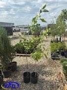 2- Goodland Apple Trees (BUYER MUST PAY 2X THE BID PRICE)