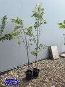 2- Greenspire Linden Trees (BUYER MUST PAY 2X THE BID PRICE)