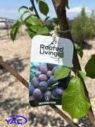2- Brook Red Plum's (BUYER MUST PAY 2X THE BID PRICE)