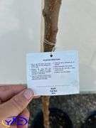 2- Fall Red Apple Tree's (BUYER MUST PAY 2X THE BID PRICE)