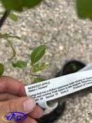 2- Norkent Apple Tree (BUYER MUST PAY 2X THE BID PRICE)
