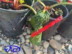 10- Red Rhubarb (BUYER MUST PAY 10X THE BID PRICE)