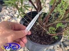 3- Gold Finger Potentilla (BUYER MUST PAY 3X THE BID PRICE)