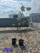 2- Parkland Apple Tree (BUYER MUST PAY 2X THE BID PRICE)