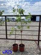 2- Gemini Apple Tree's (BUYER MUST PAY 2X THE BID PRICE)