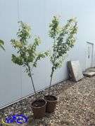 2- Pembina Plum's (BUYER MUST PAY 2X THE BID PRICE)