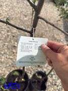 2- Honeycrisp Apple Tree's (BUYER MUST PAY 2X THE BID PRICE)
