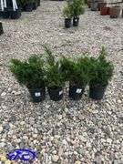 4- Savin Juniper (BUYER MUST PAY 4X THE BID PRICE)