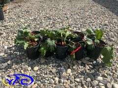 10- Red Rhubarb (BUYER MUST PAY 10X THE BID PRICE)