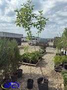 2- Goodland Apple Trees (BUYER MUST PAY 2X THE BID PRICE)