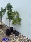 4- Ohio Buckeye (BUYER MUST PAY 4X THE BID PRICE)