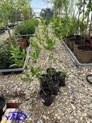 5- Laurel Willow (BUYER MUST PAY 5X THE BID PRICE)