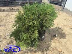 3- Globe Cedar (BUYER MUST PAY 3X THE BID PRICE)