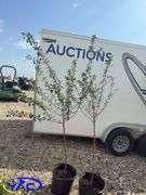 2-Crimson Passion Cherries (BUYER MUST PAY 2X THE BID PRICE)