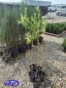 5- Golden Willows (BUYER MUST PAY 5X THE BID PRICE)