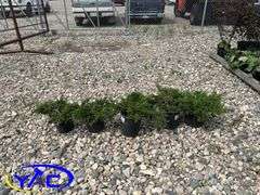 5- Buffalo Juniper (BUYER MUST PAY 5X THE BID PRICE)