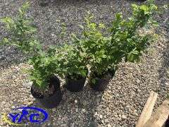 3- Nanking Cherries (BUYER MUST PAY 3X THE BID PRICE)