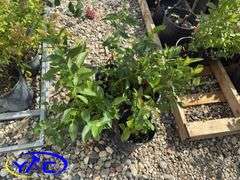 4- Polaris Blueberry (BUYER MUST PAY 4X THE BID PRICE)