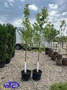2- Norkent Apple Tree (BUYER MUST PAY 2X THE BID PRICE)