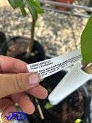 3- Casino Apricot (BUYER MUST PAY  3X THE BID PRICE)