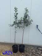 2 - Dolgo Crabapple (BUYER MUST PAY 2X THE BID PRICE)