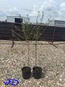 2- Romeo Cherries (BUYER MUST PAY 2X THE BID PRICE)