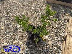 3- Nothern Gold Forsythia (BUYER MUST PAY 3X THE BID PRICE)